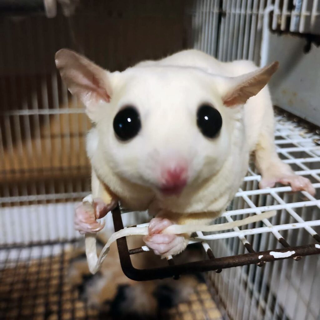 フクロモモンガ