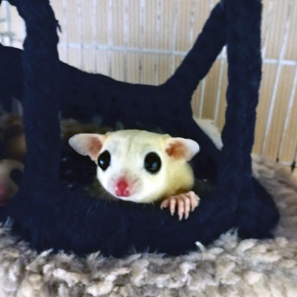 フクロモモンガ