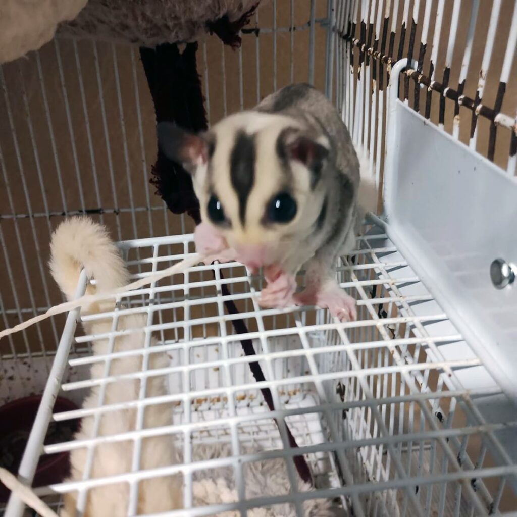 フクロモモンガ