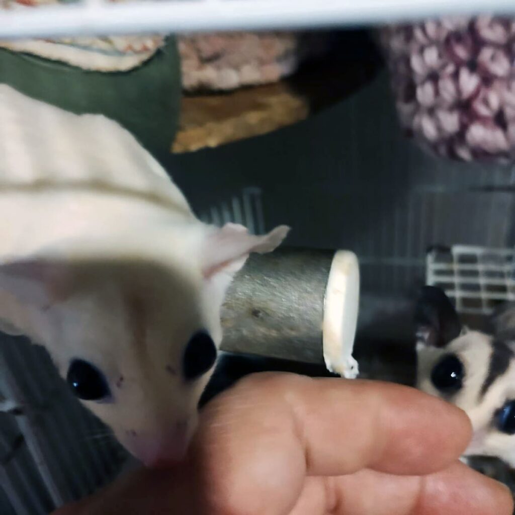 フクロモモンガ