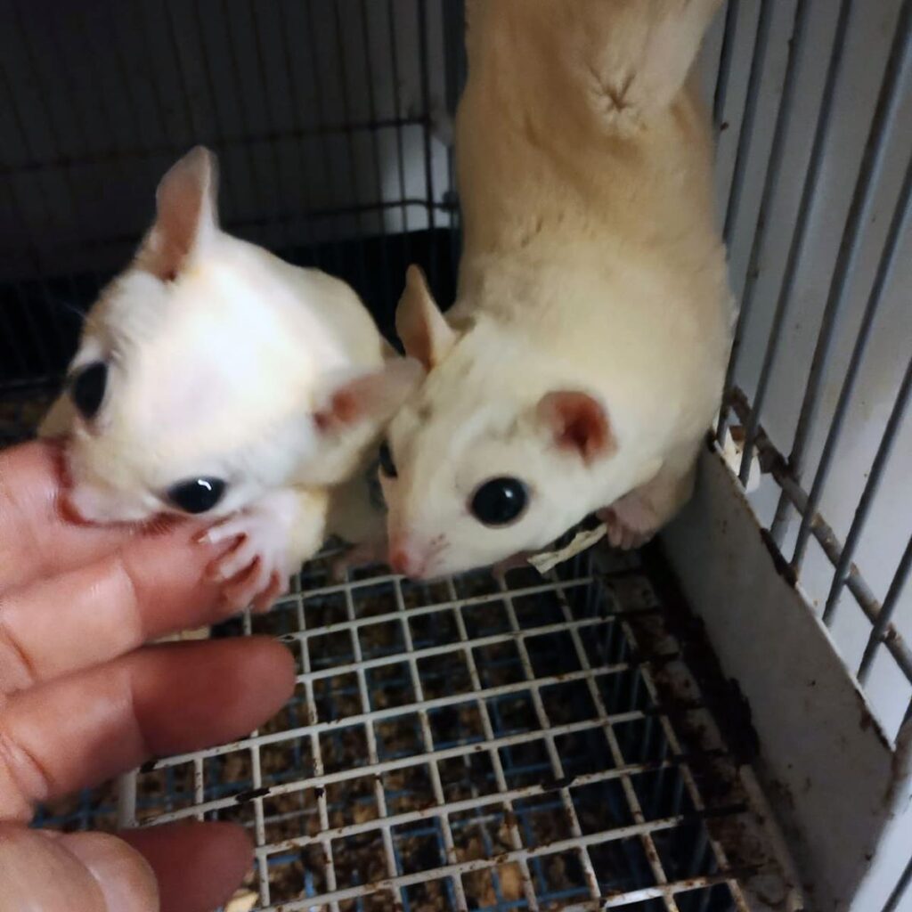 フクロモモンガ