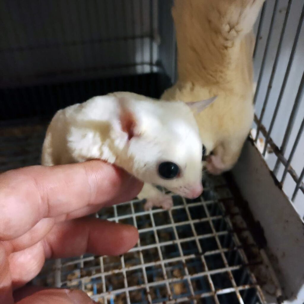 フクロモモンガ