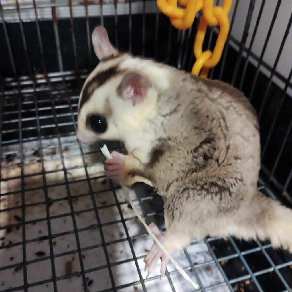 フクロモモンガ