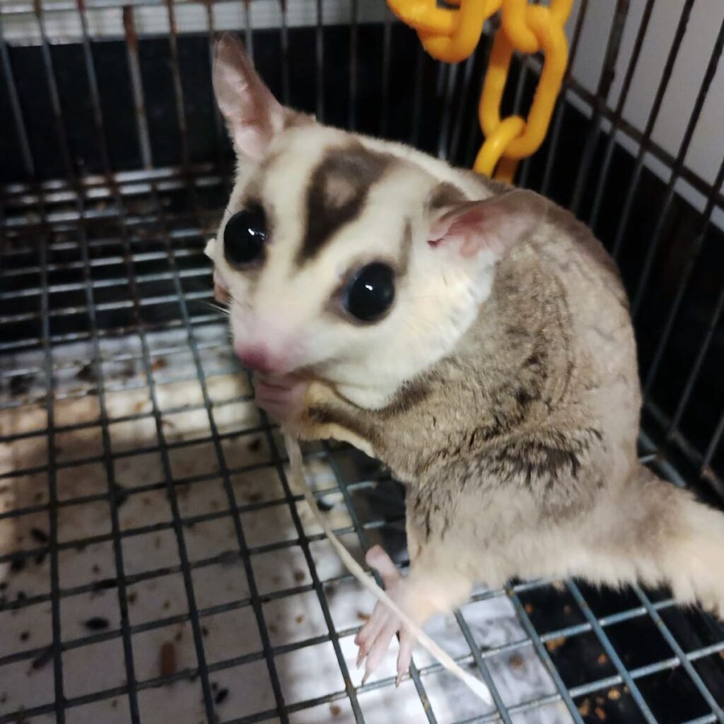 フクロモモンガ