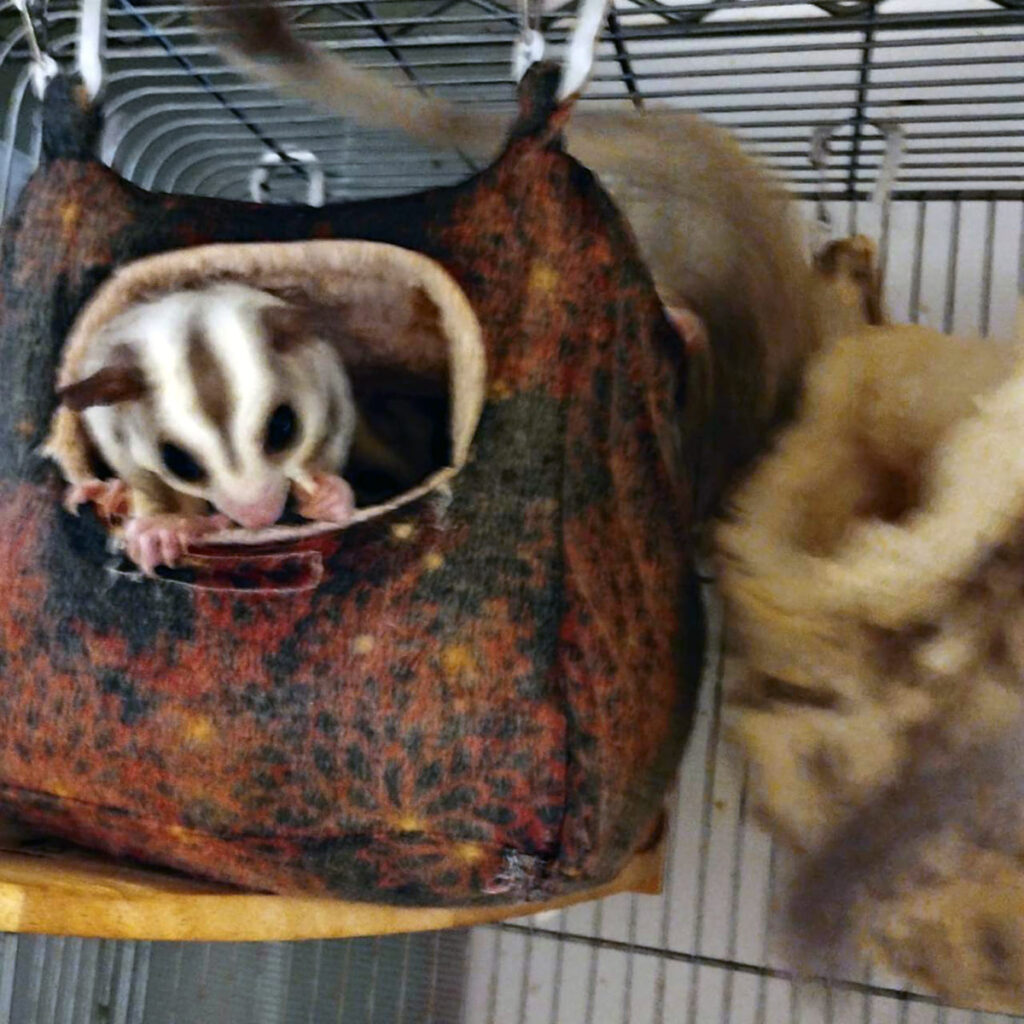 フクロモモンガ