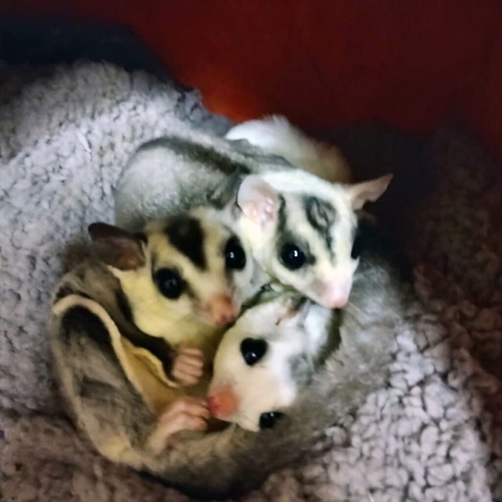 フクロモモンガ