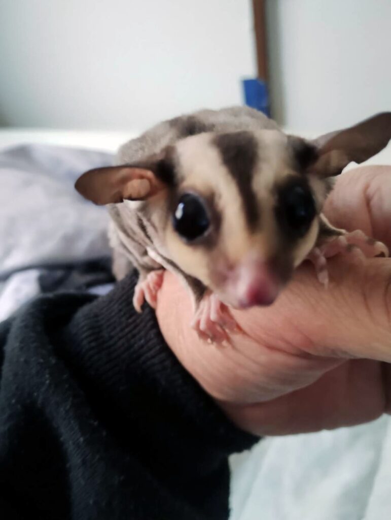 フクロモモンガ