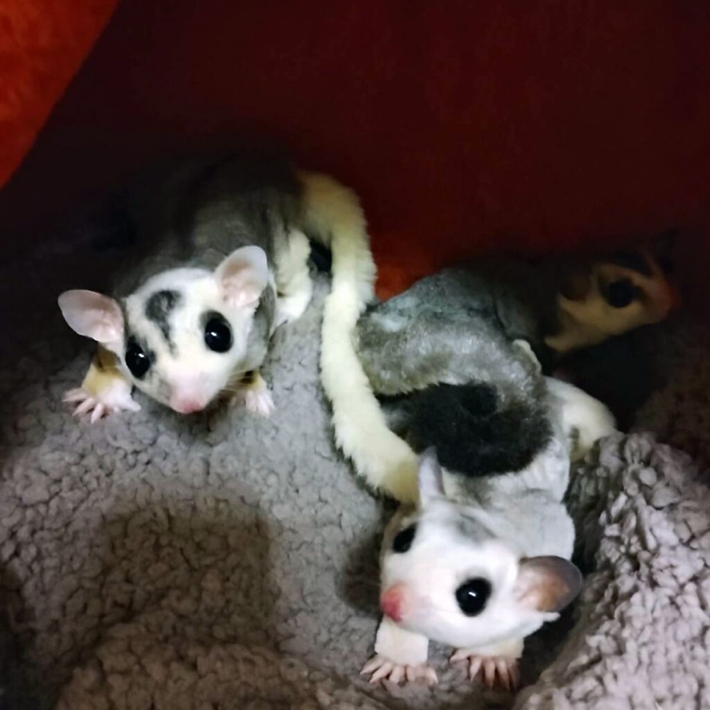 フクロモモンガ