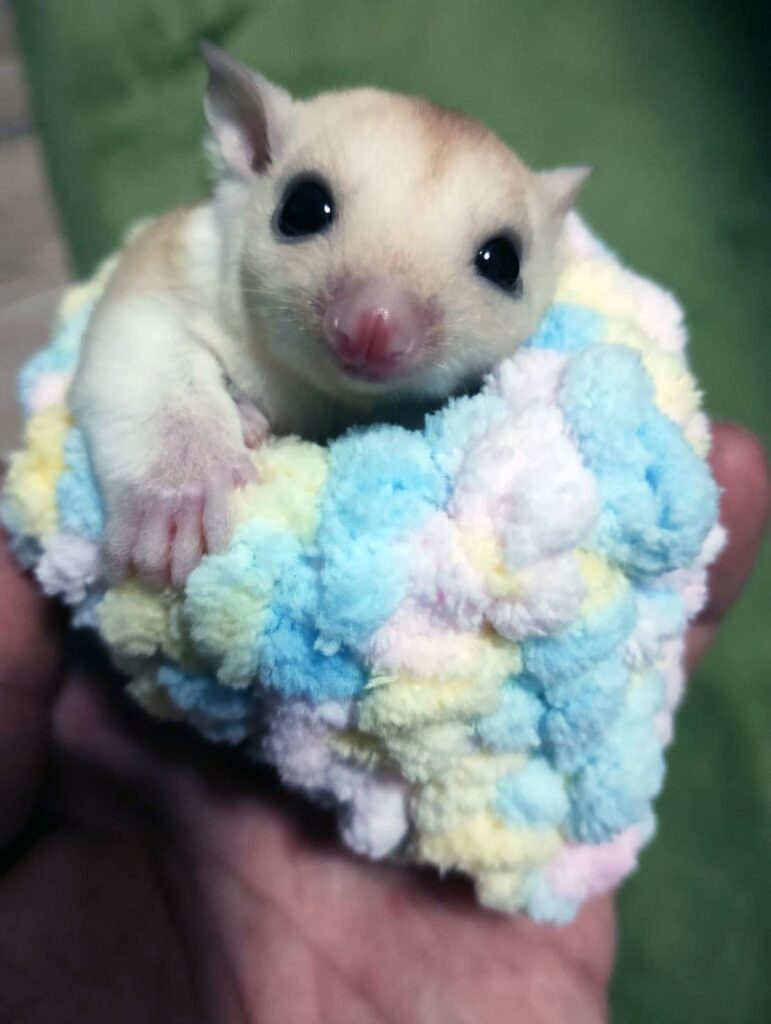 フクロモモンガ