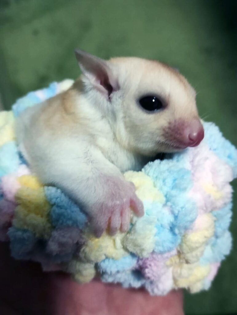 フクロモモンガ