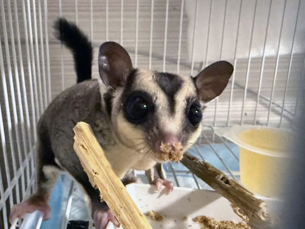 フクロモモンガ