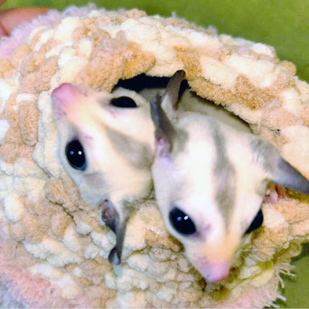 フクロモモンガ