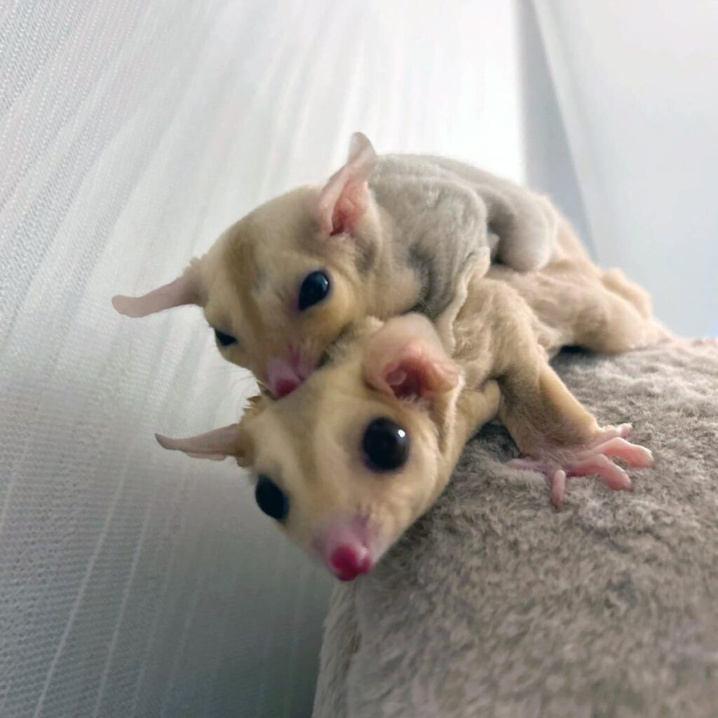 フクロモモンガ