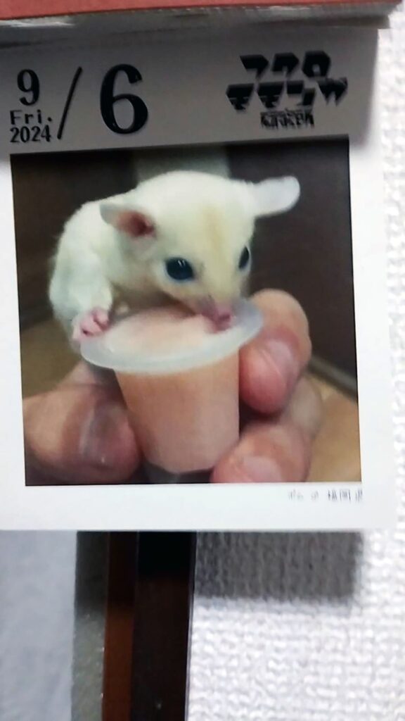 フクロモモンガ