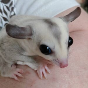 フクロモモンガ