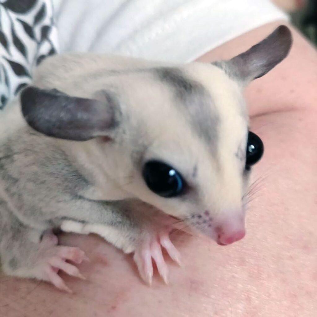 フクロモモンガ