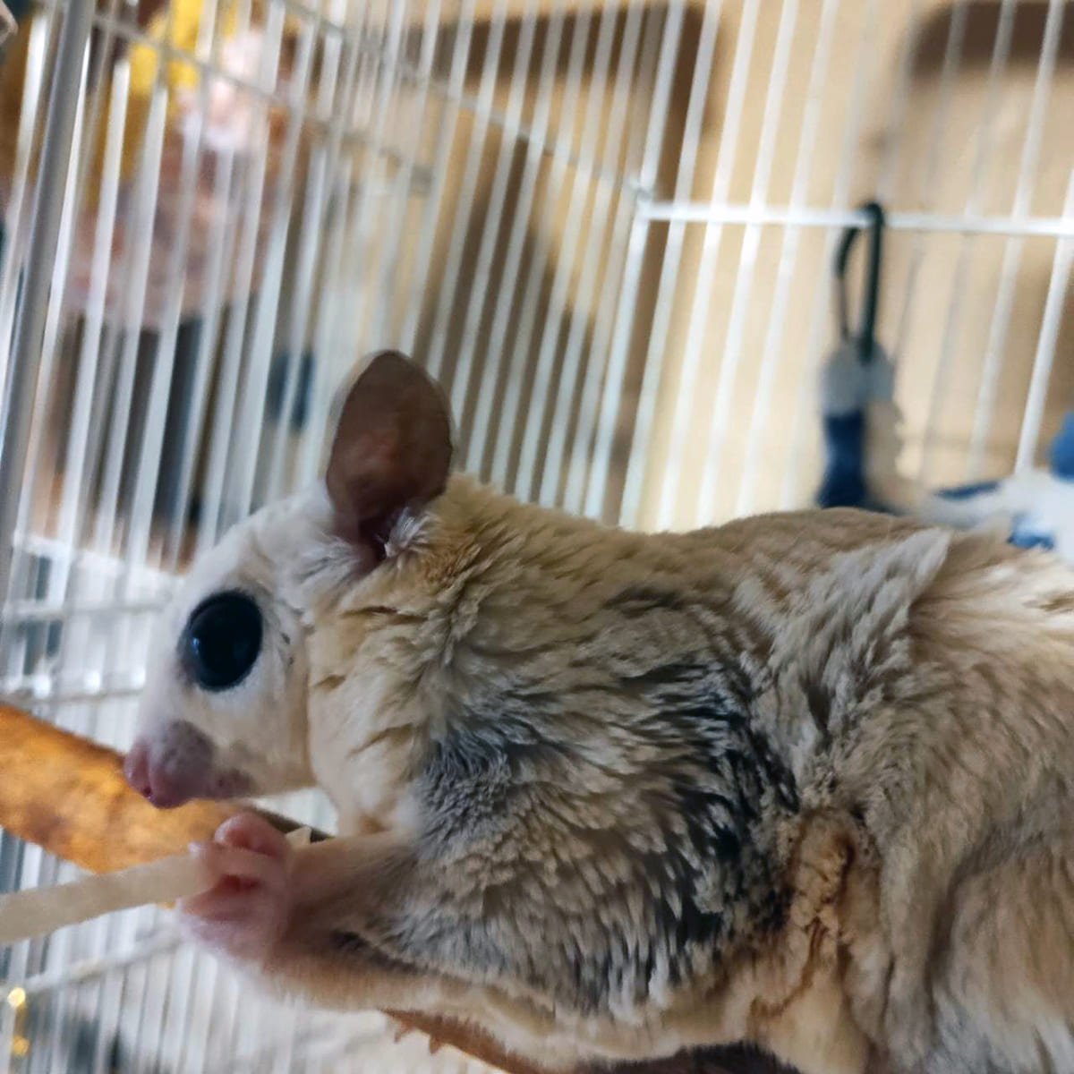 フクロモモンガ