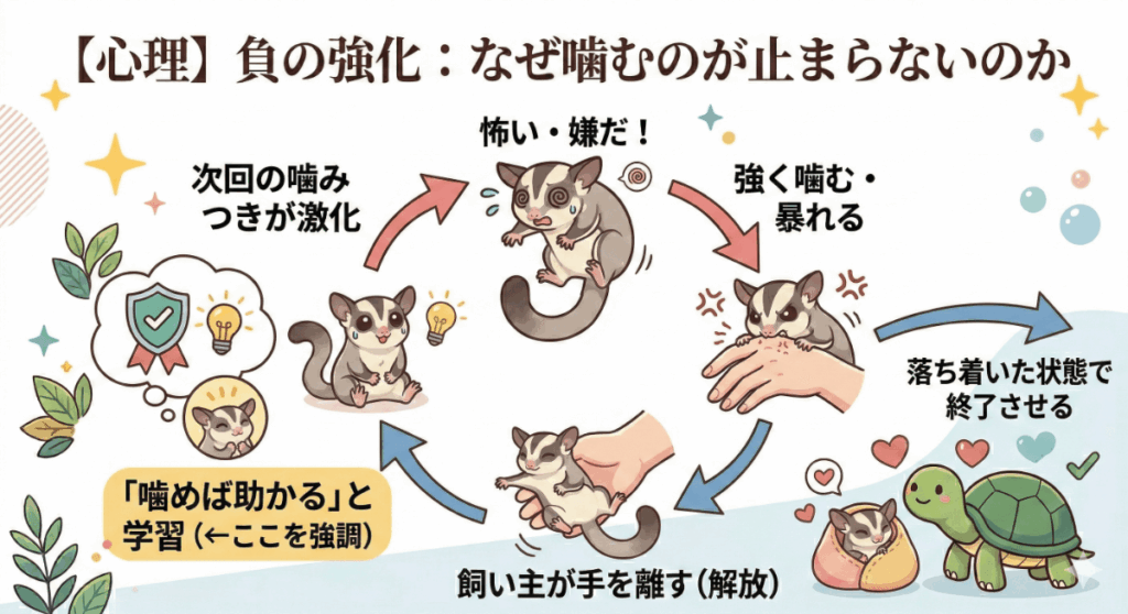 【心理】負の強化:なぜ噛むのが止まらないのか