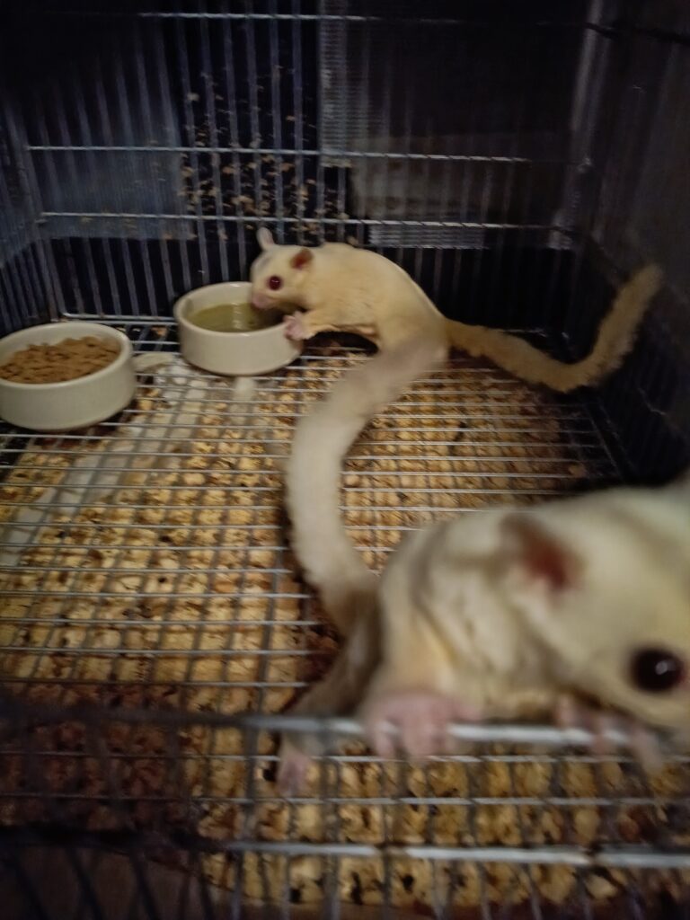 エサ皿から食べる2匹のフクロモモンガ
