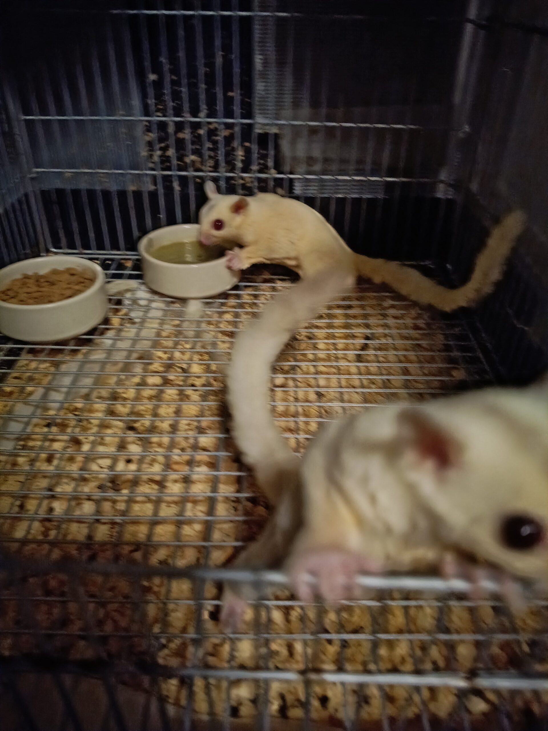 エサ皿から食べる2匹のフクロモモンガ(仮配置)