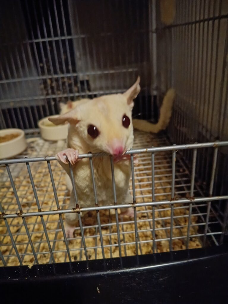 夜に活発に動き回るフクロモモンガ