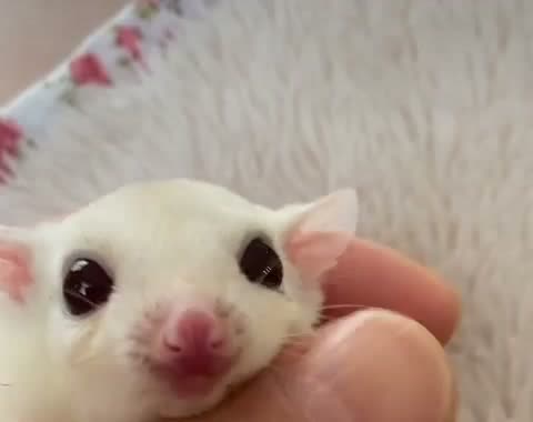 フクロモモンガ