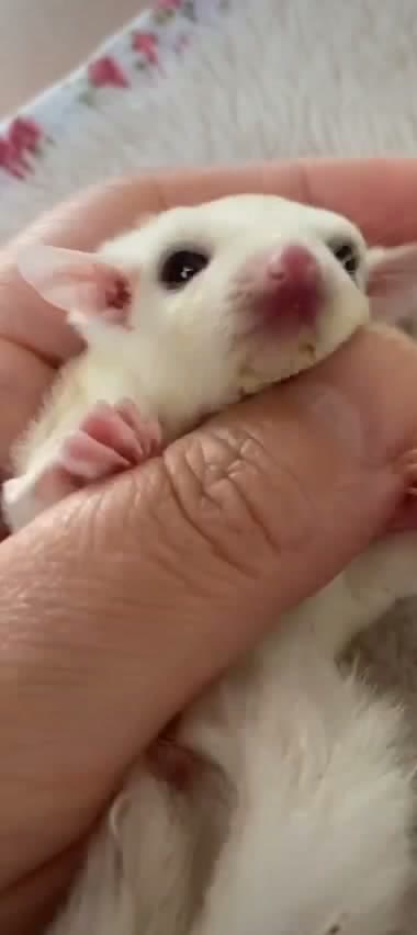 指の上にちょこんと乗る、小さなフクロモモンガの鼻と肉球。