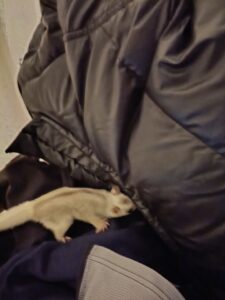 カメラ目線で見つめてくれる白いフクロモモンガ