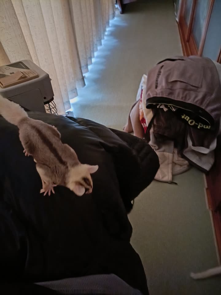 服にしがみついて落ち着くフクロモモンガ